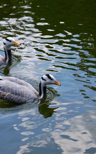 Preview wallpaper bird, feather, swim, duck, couple