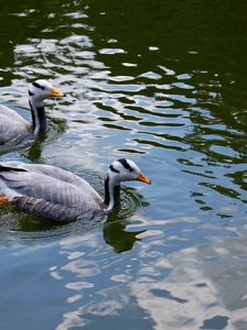 Preview wallpaper bird, feather, swim, duck, couple