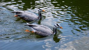 Preview wallpaper bird, feather, swim, duck, couple