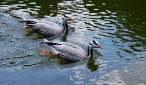 Preview wallpaper bird, feather, swim, duck, couple