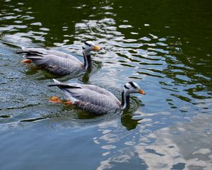 Preview wallpaper bird, feather, swim, duck, couple