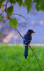 Preview wallpaper bird, feathers, blue, beak, branch