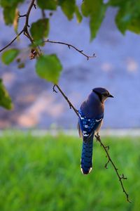 Preview wallpaper bird, feathers, blue, beak, branch