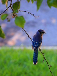 Preview wallpaper bird, feathers, blue, beak, branch