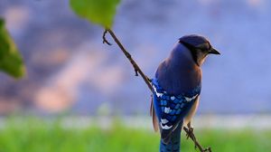 Preview wallpaper bird, feathers, blue, beak, branch