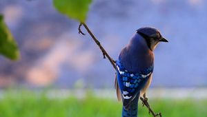 Preview wallpaper bird, feathers, blue, beak, branch