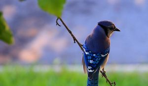 Preview wallpaper bird, feathers, blue, beak, branch