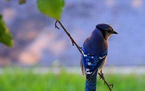 Preview wallpaper bird, feathers, blue, beak, branch