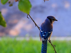 Preview wallpaper bird, feathers, blue, beak, branch