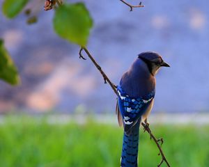 Preview wallpaper bird, feathers, blue, beak, branch
