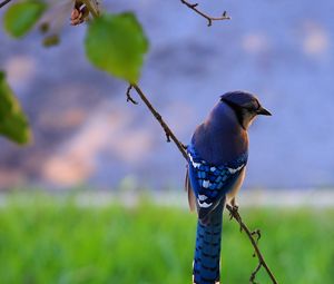 Preview wallpaper bird, feathers, blue, beak, branch