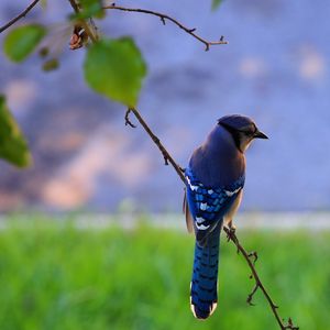 Preview wallpaper bird, feathers, blue, beak, branch