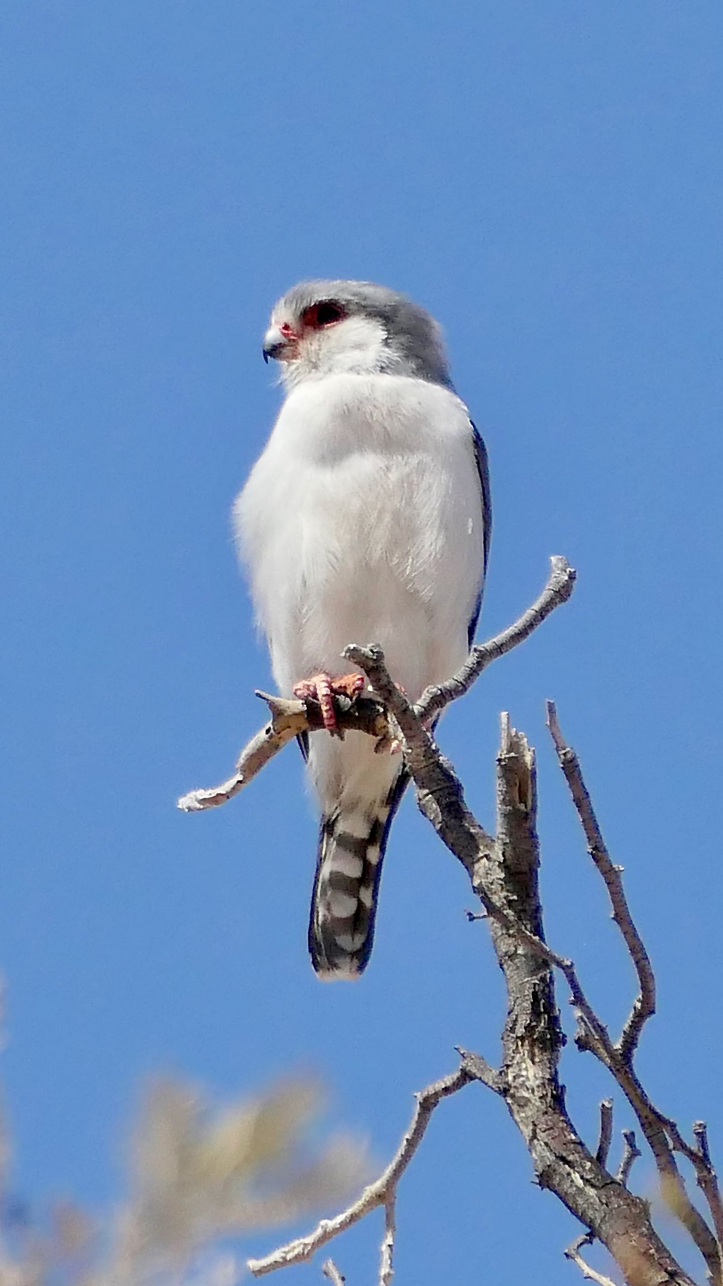 1440x2560 Wallpaper bird, feathers, branch, tree, sky
