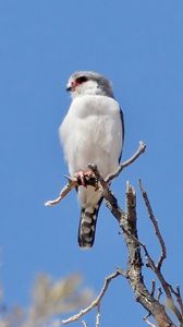 Preview wallpaper bird, feathers, branch, tree, sky