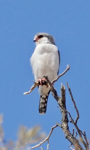 Preview wallpaper bird, feathers, branch, tree, sky