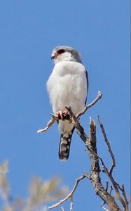 Preview wallpaper bird, feathers, branch, tree, sky