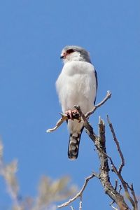 Preview wallpaper bird, feathers, branch, tree, sky