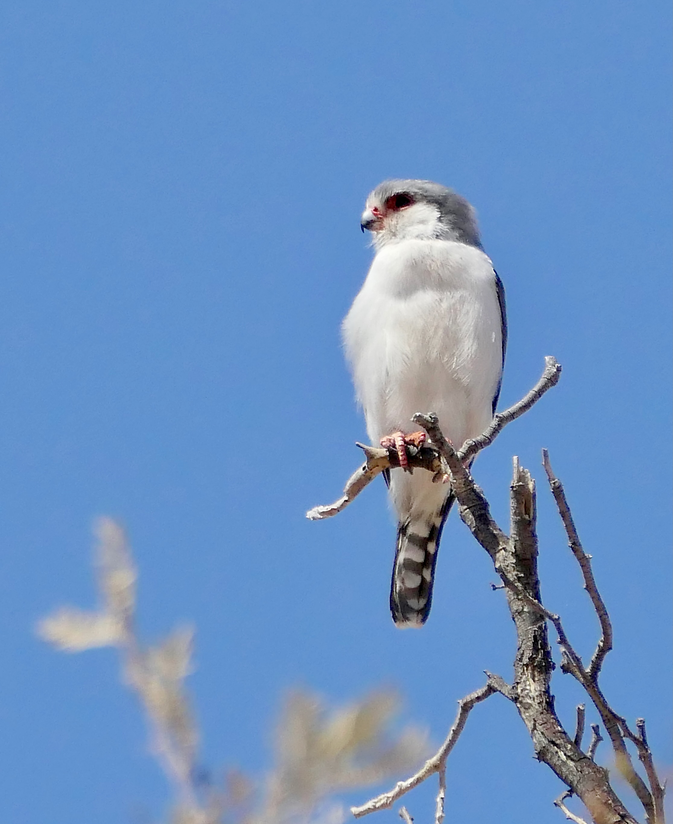 2231x2730 Wallpaper bird, feathers, branch, tree, sky