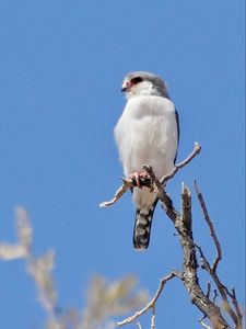 Preview wallpaper bird, feathers, branch, tree, sky