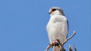 Preview wallpaper bird, feathers, branch, tree, sky