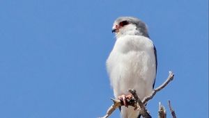 Preview wallpaper bird, feathers, branch, tree, sky