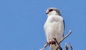 Preview wallpaper bird, feathers, branch, tree, sky