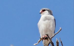 Preview wallpaper bird, feathers, branch, tree, sky