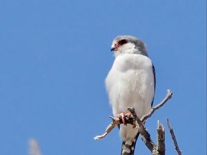 Preview wallpaper bird, feathers, branch, tree, sky