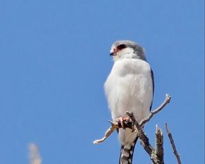 Preview wallpaper bird, feathers, branch, tree, sky