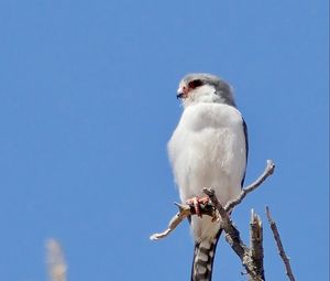 Preview wallpaper bird, feathers, branch, tree, sky