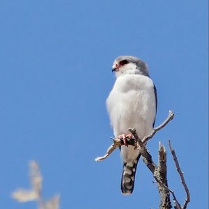 Preview wallpaper bird, feathers, branch, tree, sky