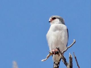 320x240 Wallpaper bird, feathers, branch, tree, sky