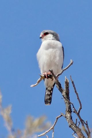 320x480 Wallpaper bird, feathers, branch, tree, sky