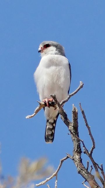 360x640 Wallpaper bird, feathers, branch, tree, sky