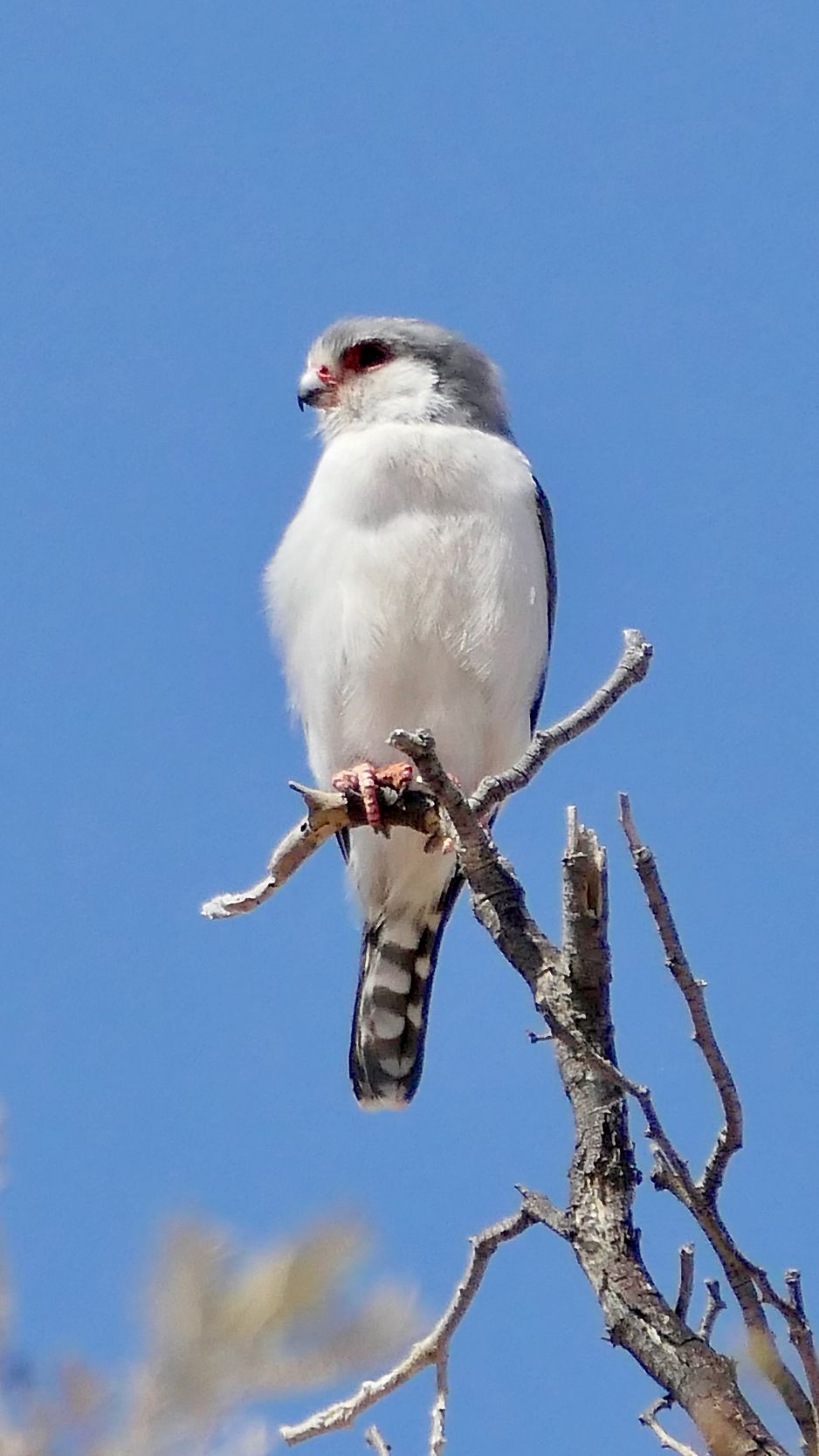 938x1668 Wallpaper bird, feathers, branch, tree, sky
