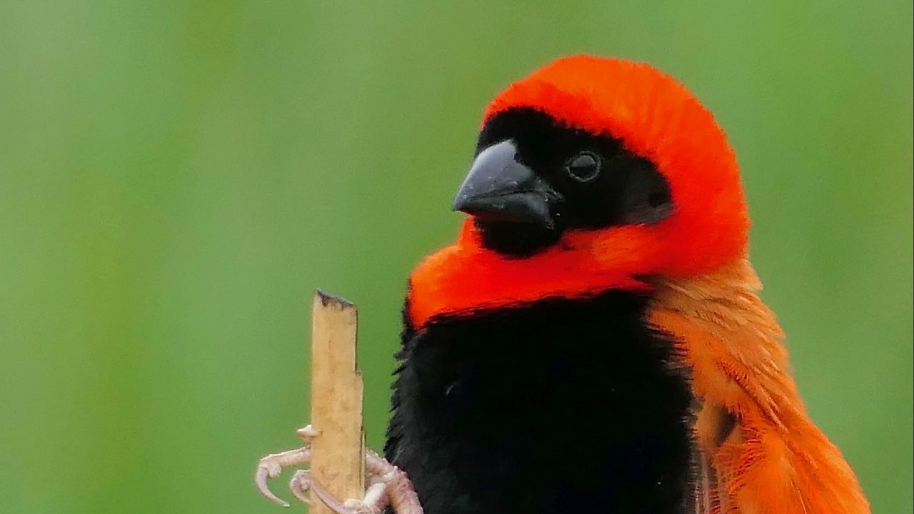 Wallpaper bird, feathers, branch, nature, color