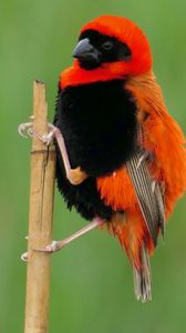Preview wallpaper bird, feathers, branch, nature, color