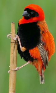 Preview wallpaper bird, feathers, branch, nature, color