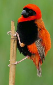 Preview wallpaper bird, feathers, branch, nature, color