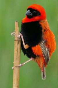 Preview wallpaper bird, feathers, branch, nature, color