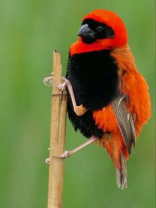 Preview wallpaper bird, feathers, branch, nature, color