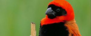 Preview wallpaper bird, feathers, branch, nature, color