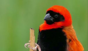 Preview wallpaper bird, feathers, branch, nature, color
