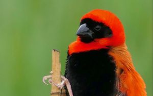 Preview wallpaper bird, feathers, branch, nature, color
