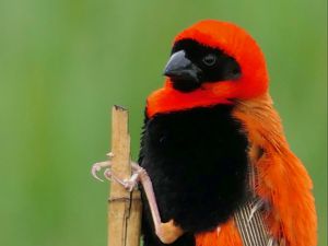 Preview wallpaper bird, feathers, branch, nature, color
