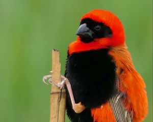 Preview wallpaper bird, feathers, branch, nature, color