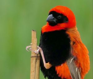 Preview wallpaper bird, feathers, branch, nature, color