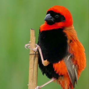 Preview wallpaper bird, feathers, branch, nature, color
