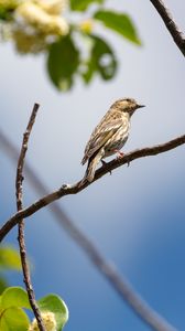 Preview wallpaper bird, feathers, branch, beak, leaves