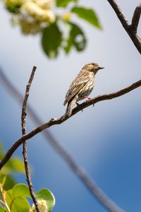 Preview wallpaper bird, feathers, branch, beak, leaves